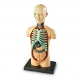 Learning Resources Human Body Anatomy Model