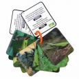 Animal Planet Bugs & Insects 3-D Flash Cards