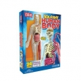 Human Skull and Brain - SmartLab Toys Squishy Body Toy Set - multi