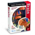Learning Resources Brain Anatomy Model