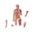 Double-sided Magnetic Human Body Set, 17 Pieces