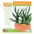 Indispensable Aloe Plant Kit