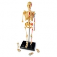 Learning Resources Skeleton Anatomy Model