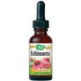 Echinacea Herb Glycerite 1 Fluid Ounces Liquid