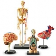 Anatomy Models Bundle Set