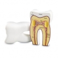 Soft Foam Cross-Section Tooth Model