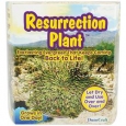 Dunecraft Fast Growing Plant Kit