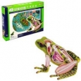 4D Vision Frog Anatomy Model